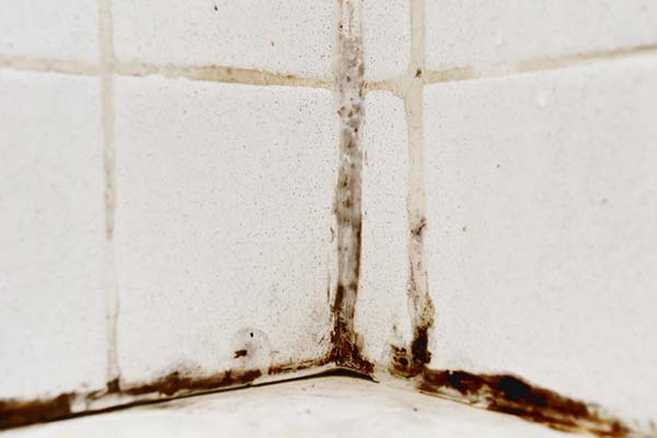 remove mold from walls in bathroom