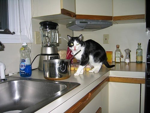 How To Keep Cats Off Kitchen Counters top