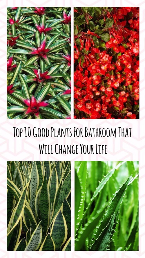 Good Plants For Bathroom (1)