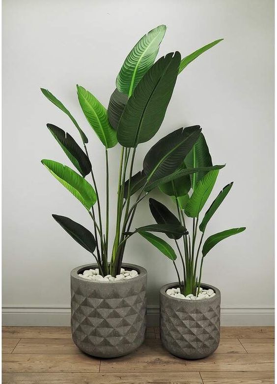 Living Room Plants Ideas 11