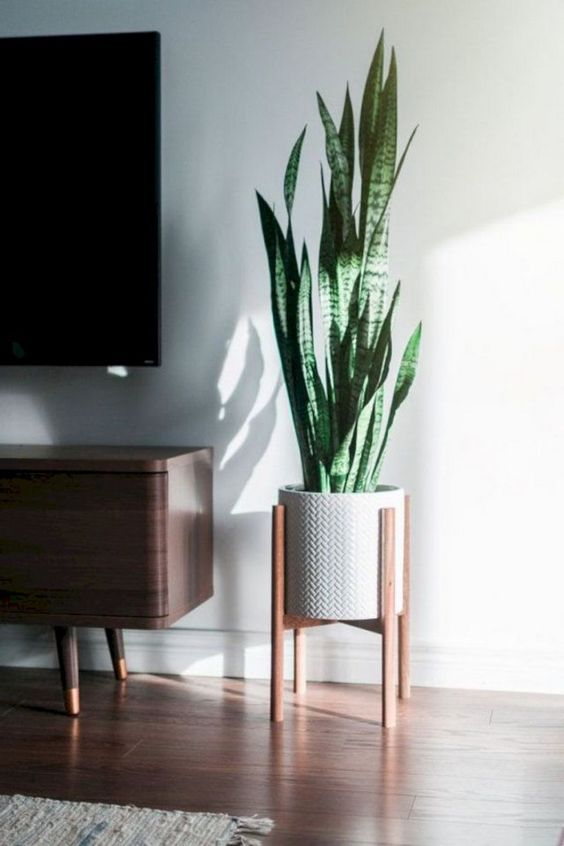 Living Room Plants Ideas 16