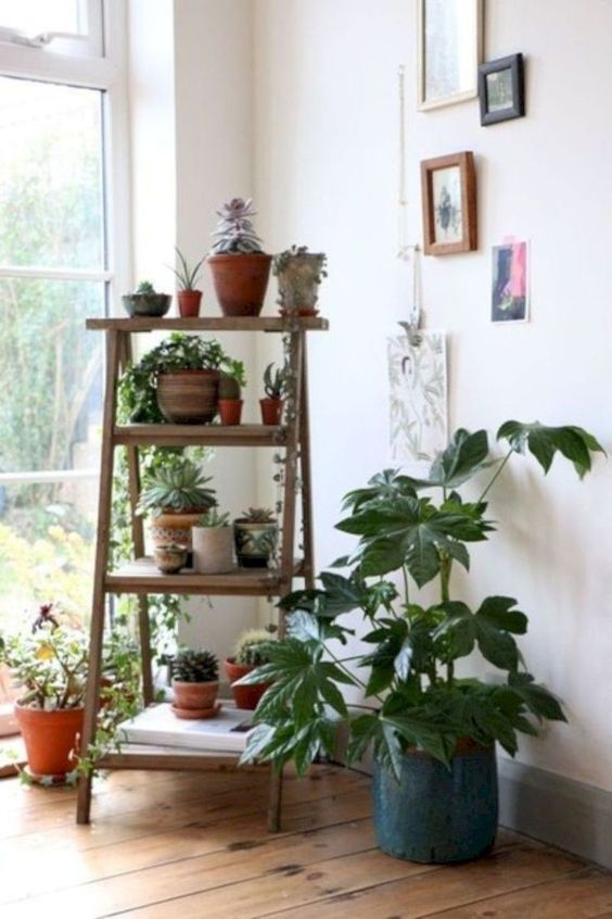Living Room Plants Ideas: Gorgeous Rustic Decor
