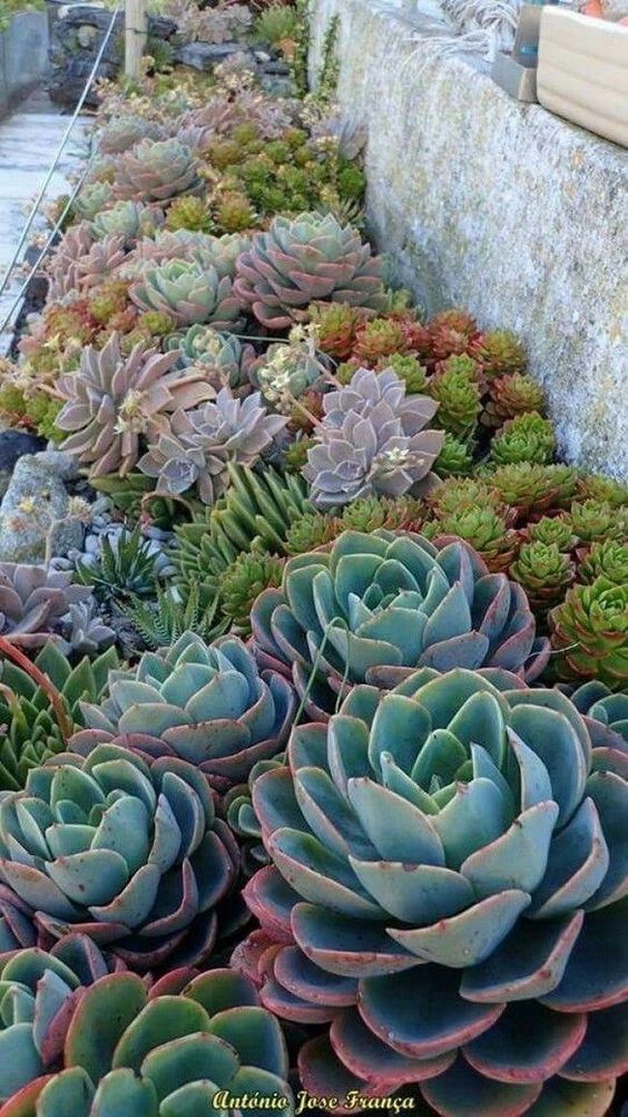 Patio Plants Ideas: Stunning Succulent Garden