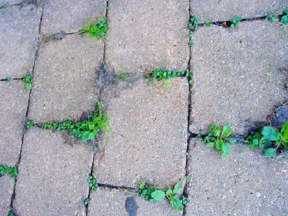 How to Clean Patio Pavers 2