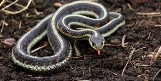 How to Get Rid of Garden Snakes