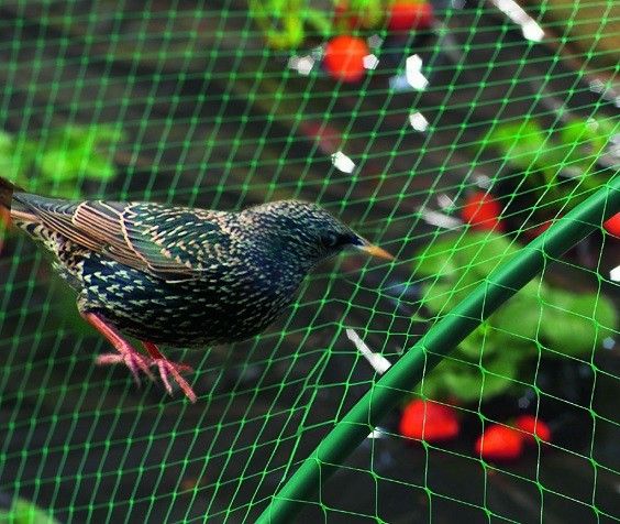 How-to-Keep-Birds-Out-of-Garden-5