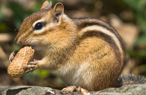 How to Keep Chipmunks Out of Garden