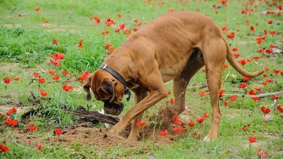 How to Keep Dog from Digging under Fence 6