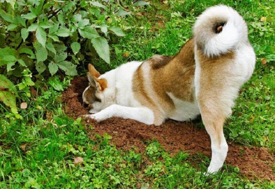 How to Keep Dog from Digging under Fence a