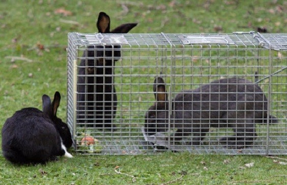 How to Keep Rabbits Out of Garden Home Remedies 6