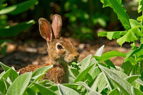 How to Keep Rabbits Out of Garden Home Remedies a