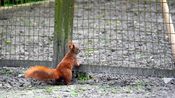 How to Keep Squirrels Out of Garden