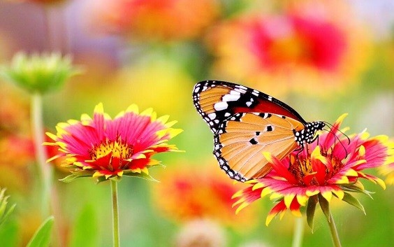 How to Make a Butterfly Garden a