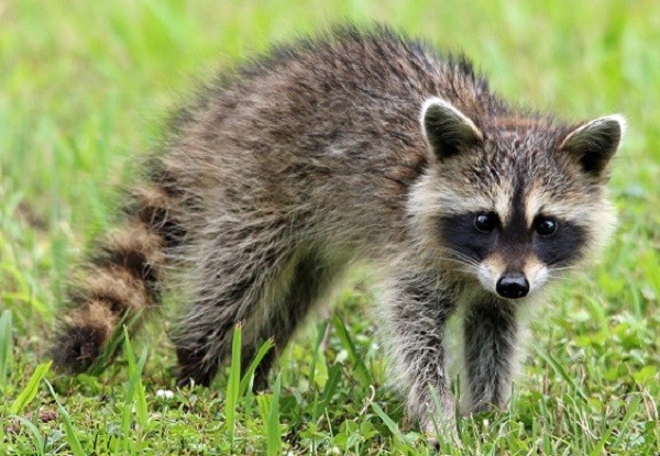 how to keep raccoons out of garden feature