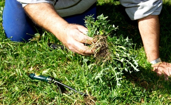 how to weed a garden feature