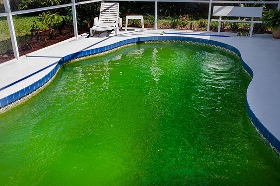 How to Clean a Green Pool with Bleach 1