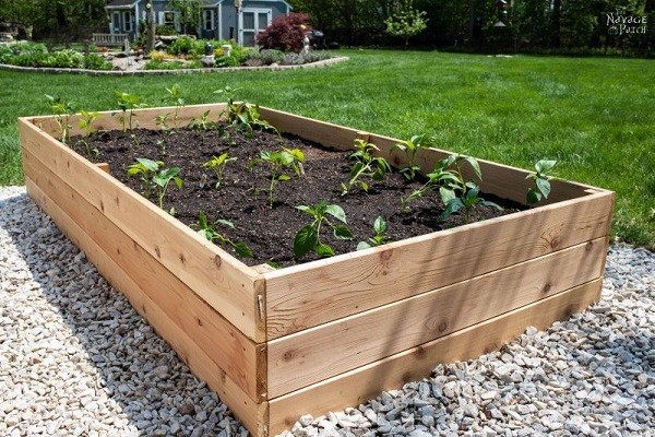 How to Fill a Raised Garden Bed Cheap feature
