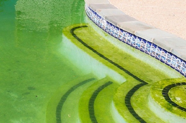 How to Get Algae Out of Pool feature