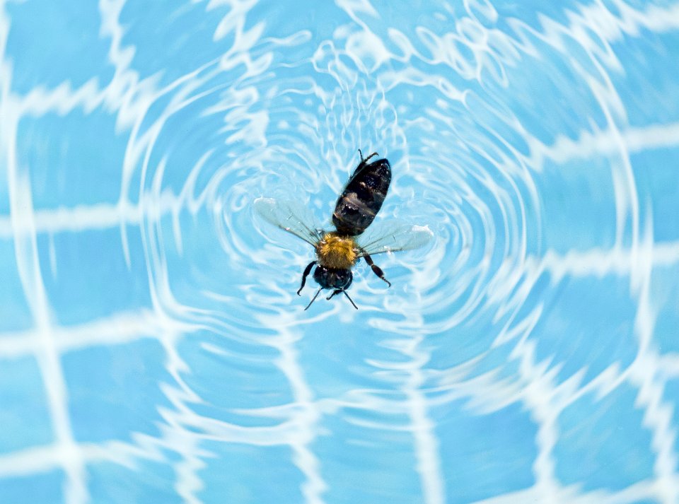How to Keep Bees Away from Pool a