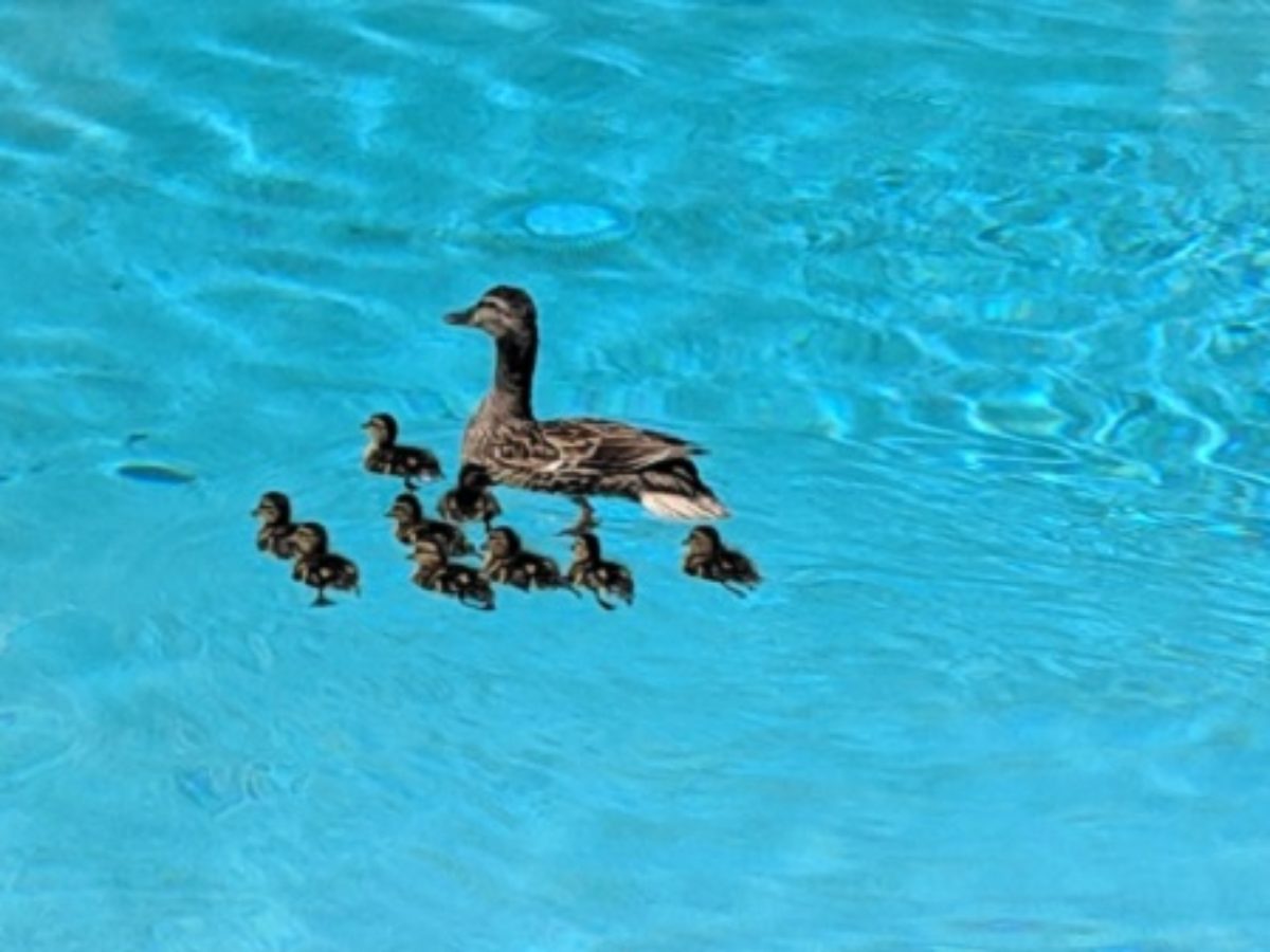 7 Simple Steps On How To Keep Ducks Out Of Pool Diy Project