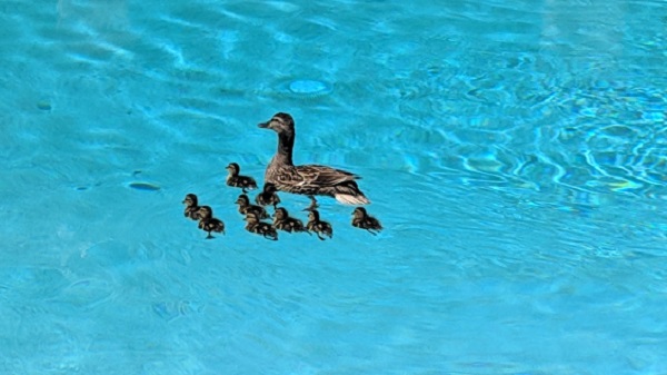 How to Keep Ducks Out of Pool feature