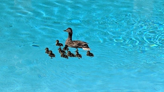 How to Keep Ducks Out of Pool
