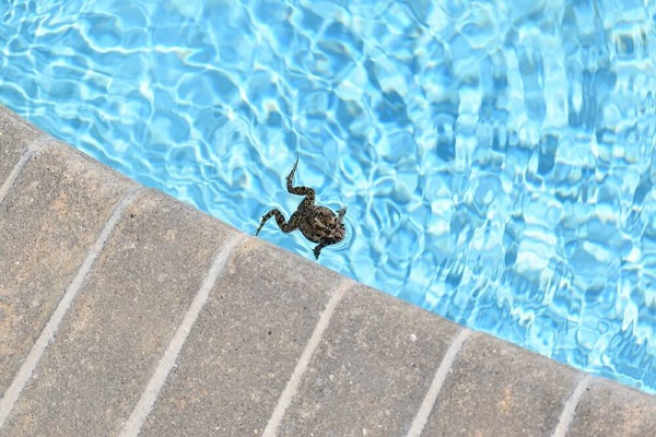 How to Keep Frogs Out of Pool feature