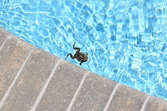 How to Keep Frogs Out of Pool