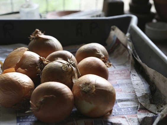 How to Store Onions from the Garden 5