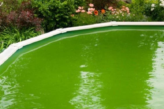 how to clean a green above ground pool 1