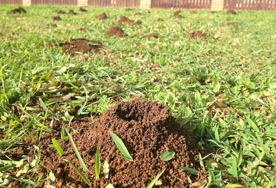 how to get rid of ants in garden without killing plants 3