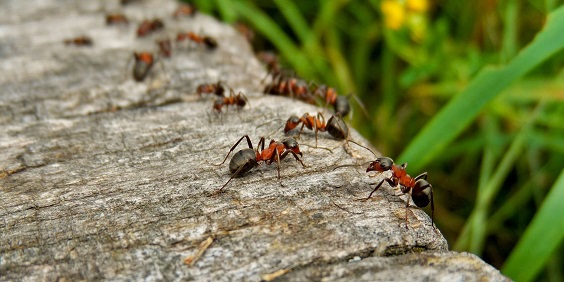 how to get rid of ants in garden without killing plants