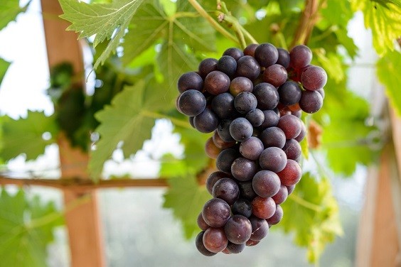 how to grow grapes in your backyard 1