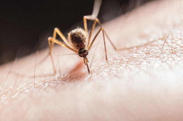 Is It True That Mosquito Problems Are On The Rise?