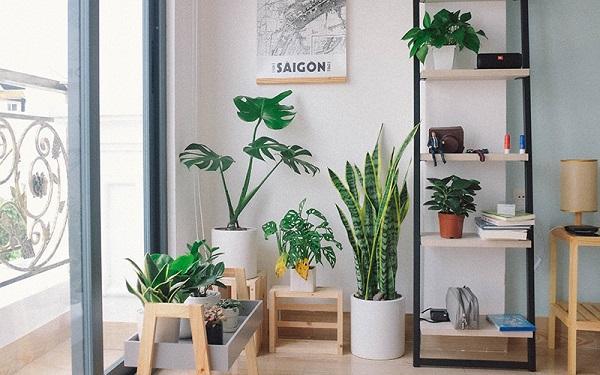 How to Take Care of Indoor Plants feature