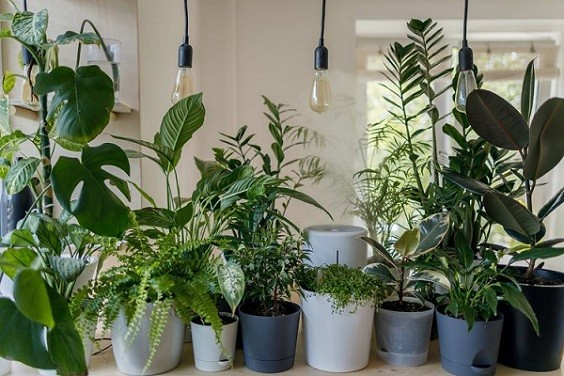 How to Decorate Small Space with Plants