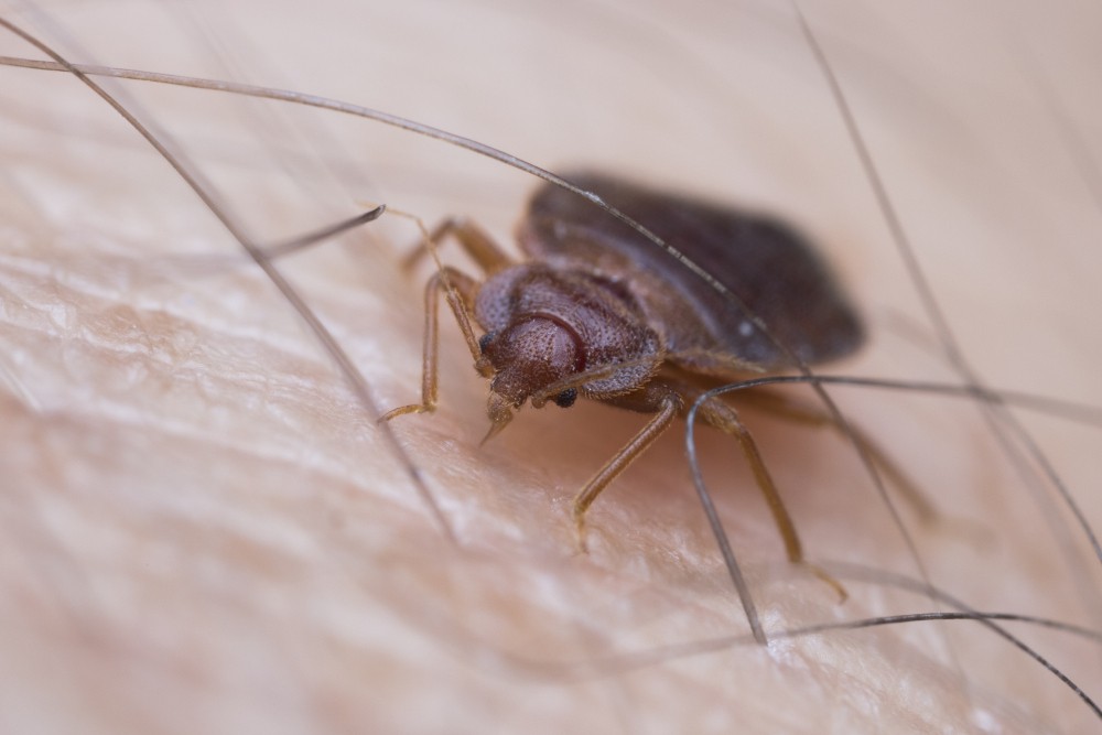 Where do Bed Bugs Come From? Here’s How to Stop Them