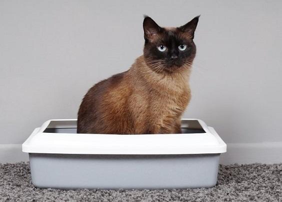 How to Choose Litter Box 2