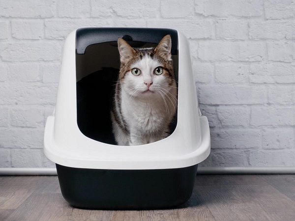 How to Choose Litter Box that Suits Your Beloved Cats Best