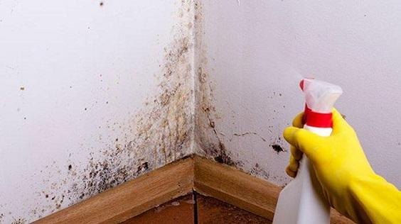 How to Clean Mold on Walls 1