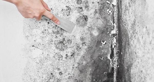 How to Clean Mold on Walls by Using Home Supplies