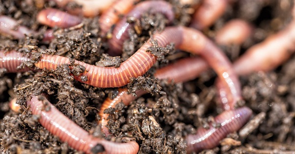How to Get Rid of Worms in 5 Quick Steps | Easy Home Tutorial