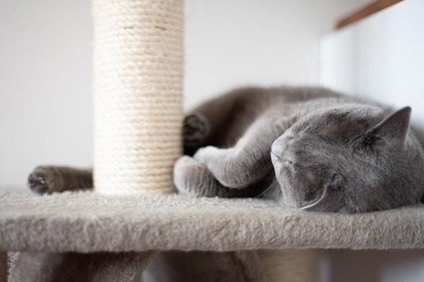 How to Buy the Right Scratching Post feature