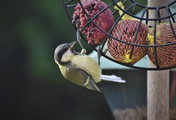 How to Attract Birds to Your Garden 1