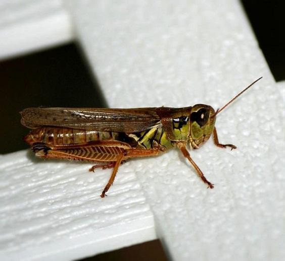 How to Get Rid Of of Home Crickets 1