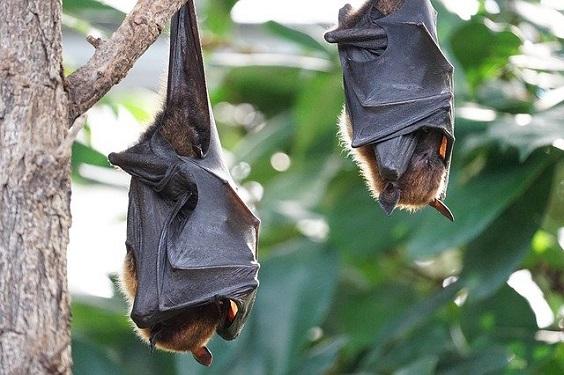 How to Prevent Bats from Coming 1