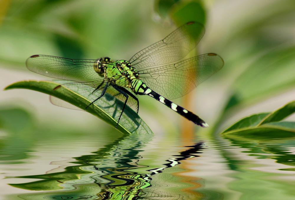 How to Attract Dragonflies to Your Own Garden