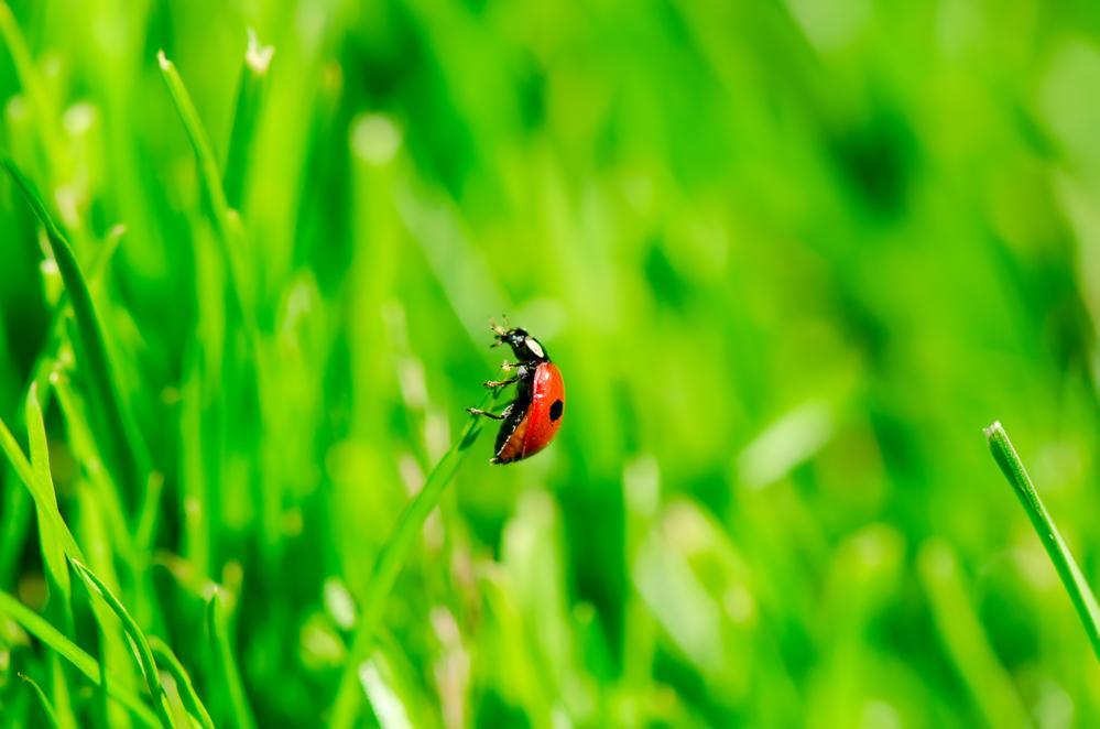 How to Attract Ladybugs