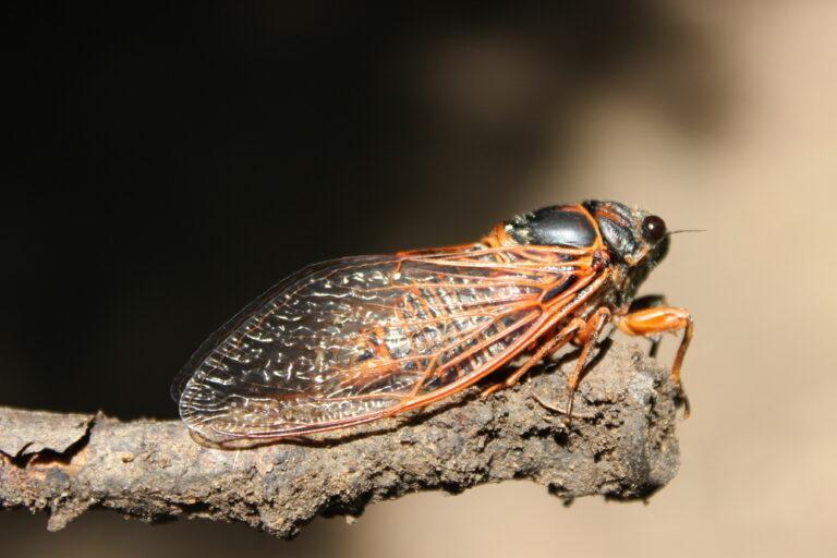 How to Get Rid of Cicadas