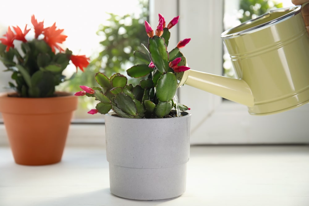 How to Take Care of Succulents Indoor 1